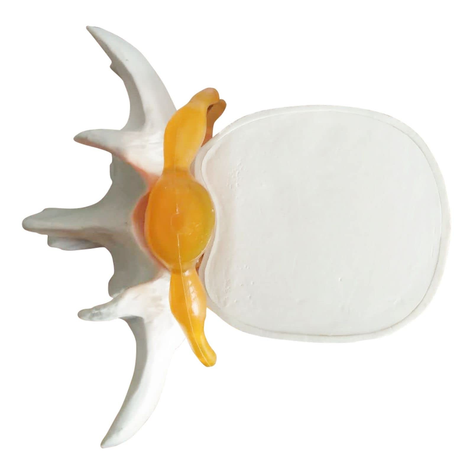 Lumbar Spine Model